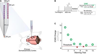 The Role of Electrode-Site Placement in the Long-Term Stability of Intracortical Microstimulation